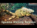 Iguana Mating Season