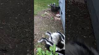 Skunk family stroll to the hole🦨🦨🦨🦨