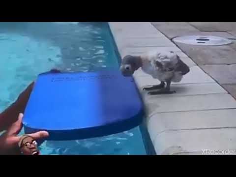 Flotation Device