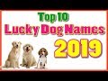 Top 10 luckiest Dog Names Of 2019 With Meaning ! Unique Puppy Names