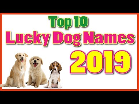 top-10-luckiest-dog-names-of-2019-with-meaning-!-unique-puppy-names