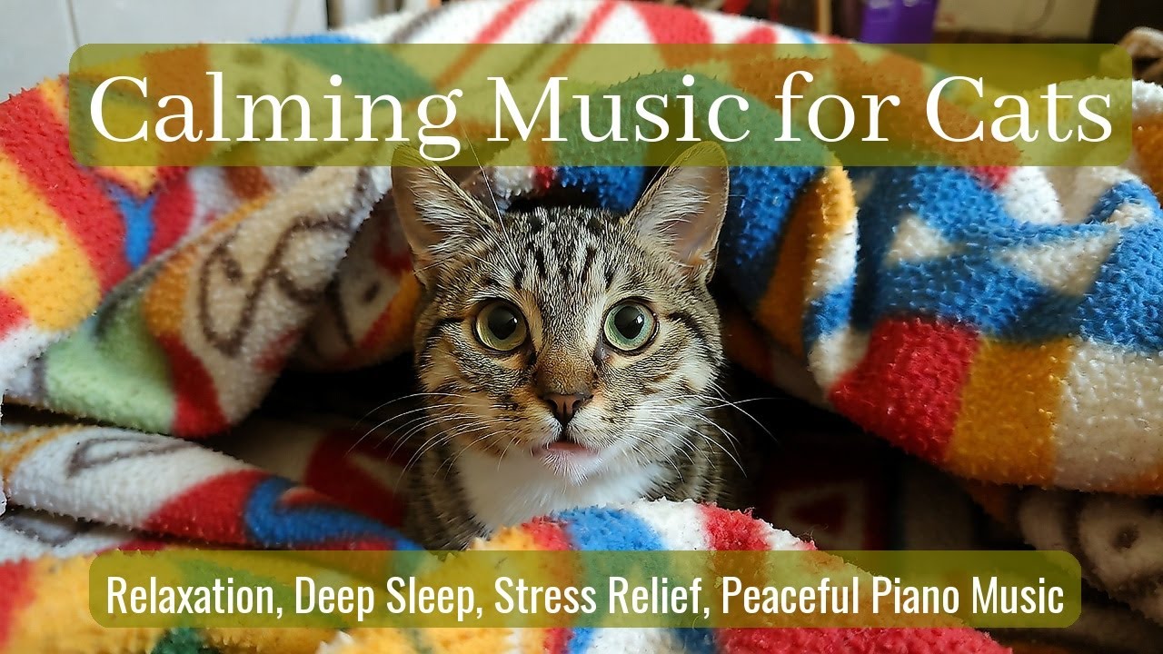 LIVE 🐱 Calm Kitten Drifting to Sleep with Soft Piano Music at Night 🌧️ | Season 60