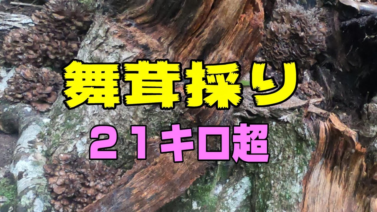 舞茸採り　量だけは採れ途中退散