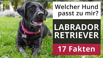 Sind Labradore Liebe Hunde?