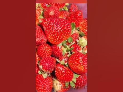 Сладкая и ароматная клубника сорта Флорида бьюти#shorts #garden #nature ...