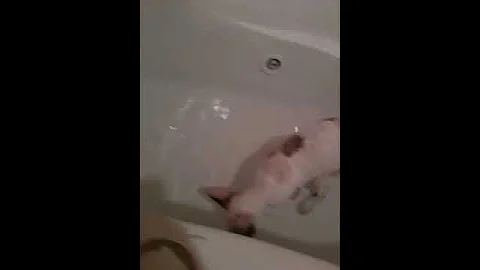 Watch the video about Edie, my cute Cornish Rex, taking a bath