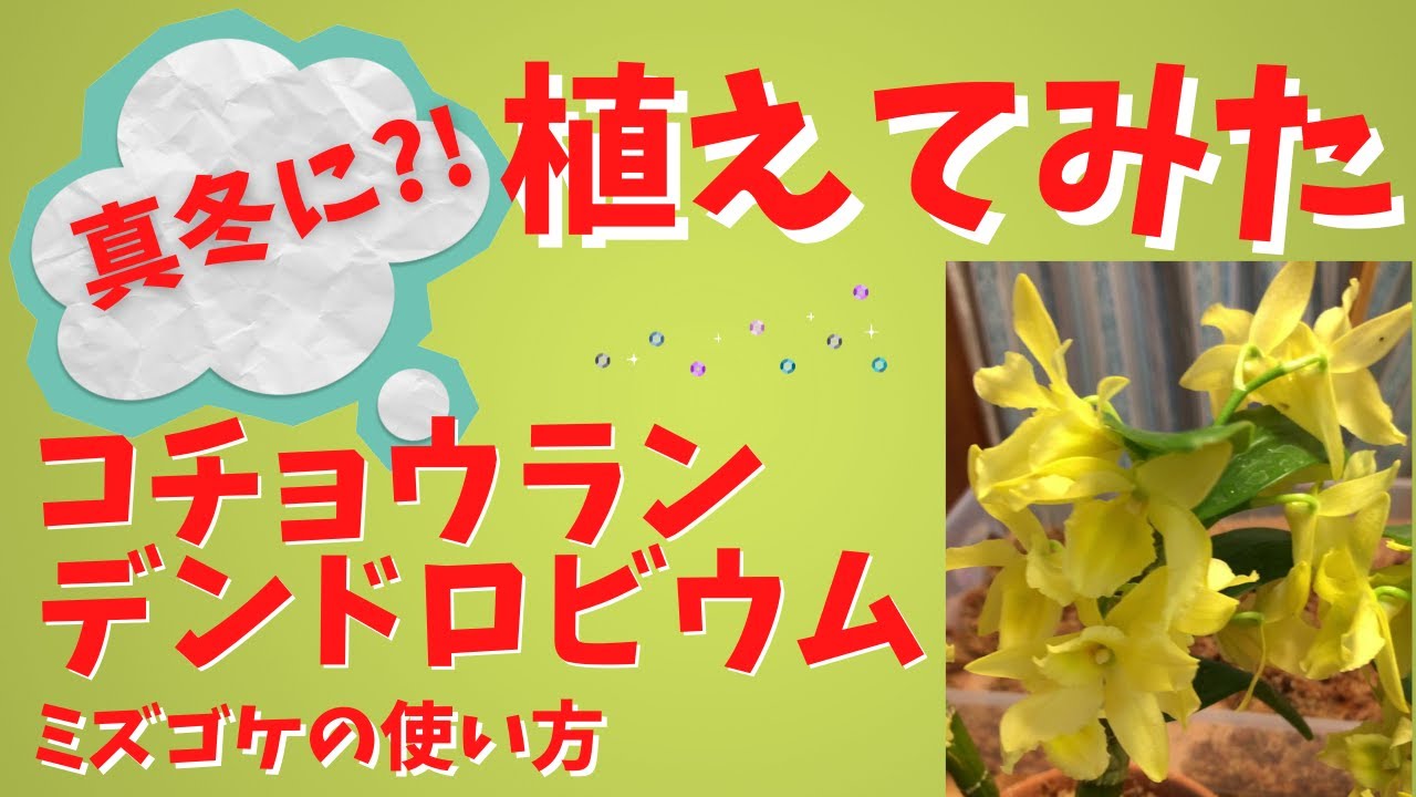 秋色アジサイ 芽かき 葉かき 切り戻し 長く花を楽しむ為に デンドロビウム 高芽の処理 Youtube
