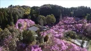 鹿児島県さつま町鶴田 岩つつじ 上埜岩つつじ園 空撮 Youtube