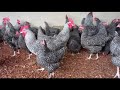 How much money you build a 1000 poultry house.DAY1
