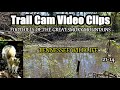 Trail Camera Video Clips #21-14 of Tennessee Wildlife in the Foothills of the Great Smoky Mountains.