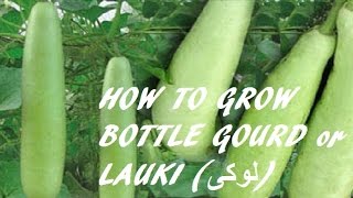 Urdu/hindi/english subscribe our channel for daily updates:
https://www./c/hobbygardening
------------------------------------------------ miten k...