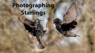 Photographing fighting Starlings from a hide with the OM-1 for stills and the Lumix G9 ii for video.