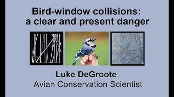 Bird-window collisions: a clear and present danger, by Luke DeGroote.