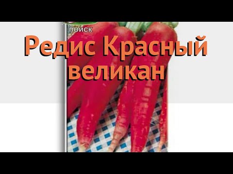 Редис обыкновенный Красный великан 🌿 обзор: как сажать, семена редиса Красный великан Редис обыкновенный Красный великан 🌿 обзор: как сажать, семена редиса Красный великан