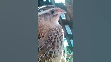 صوت انثا السمان 