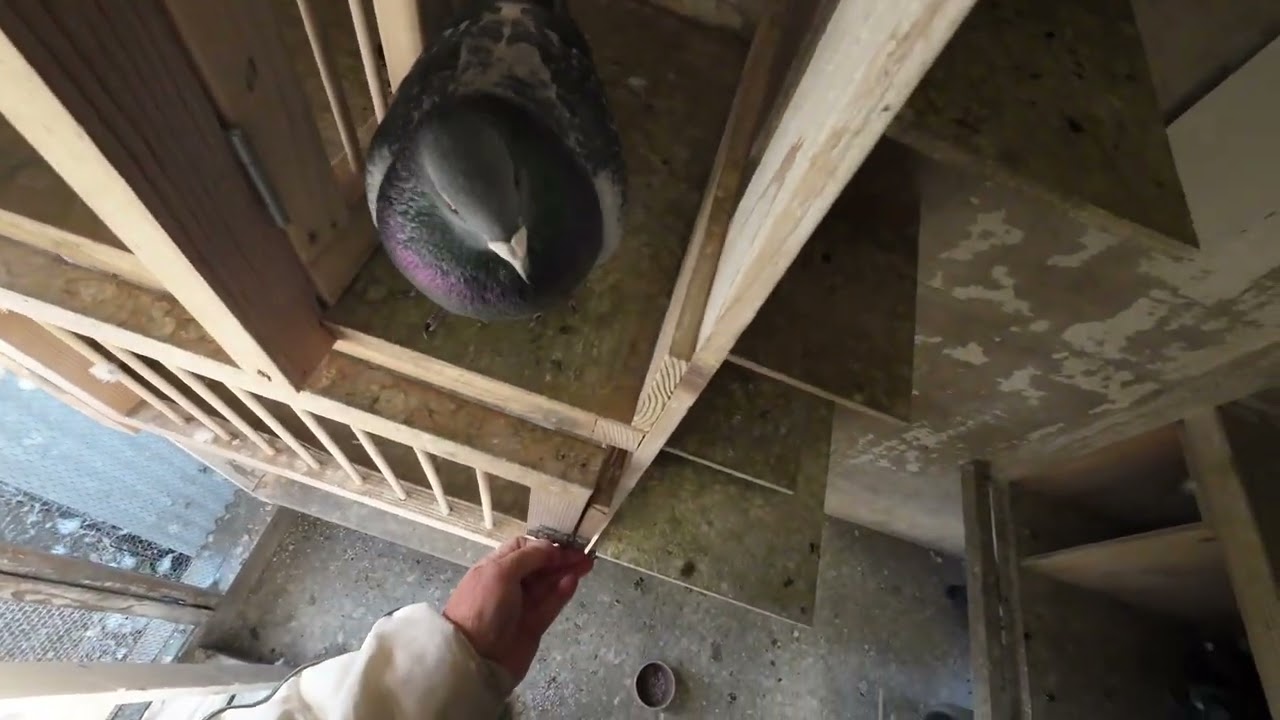 ３日目も来ています