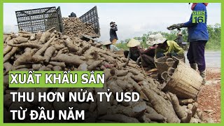 Xuất khẩu sắn thu hơn nửa tỷ USD từ đầu năm | VTC16