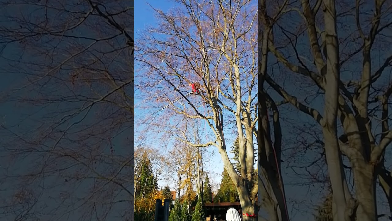 Rückschnitt einer Buche mittels Seilklettertechnik Tag 1(2)