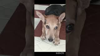 “எனக்கு ஒரு பெரிய டவுட்…” 🤔##dov viral shorts ##dog dupping shorts ##dog fun##dog comedy ##dog tamil