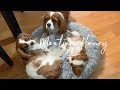 MEETING A CAVALIER KING CHARLES PUPPY