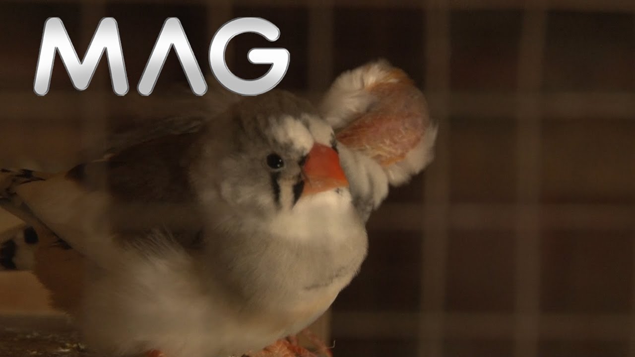 Ukrasna živina i ptice uskoro će u zimovnik