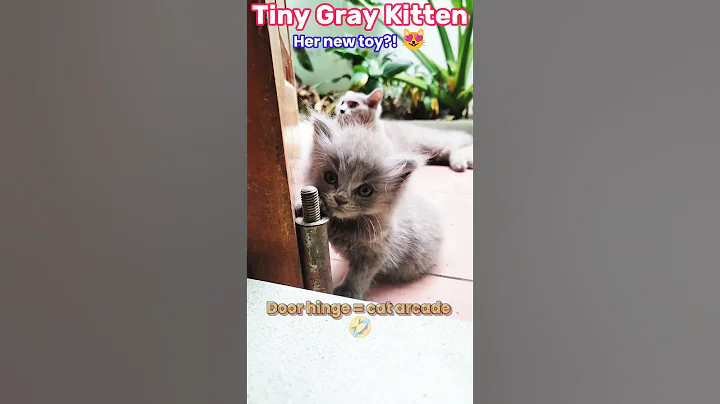 Video 11385841: cat kitten cute funny, tiny kitten, gray kitten, kitten toys, adorable kitten