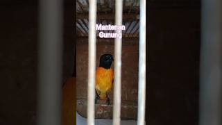 mantenan gunung jantan #bakulmanukcrb #kicaumania