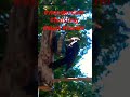 #happy #birdwatching #woodpecker #feeding