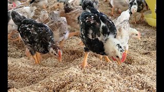 Raising chickens in rural areas. Enjoy the slow, peaceful life in the countryside