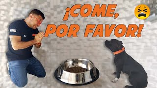 Mi perro no quiere comer  | Cómo educar perros