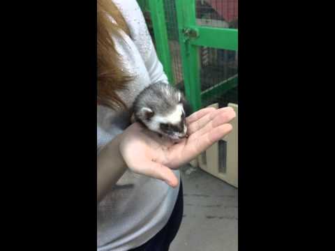 хорек Ferret feed кормление корм ferretism