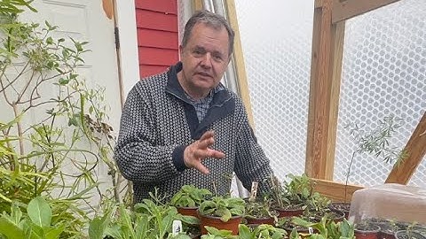 New perennial border - part two - design and plant selection