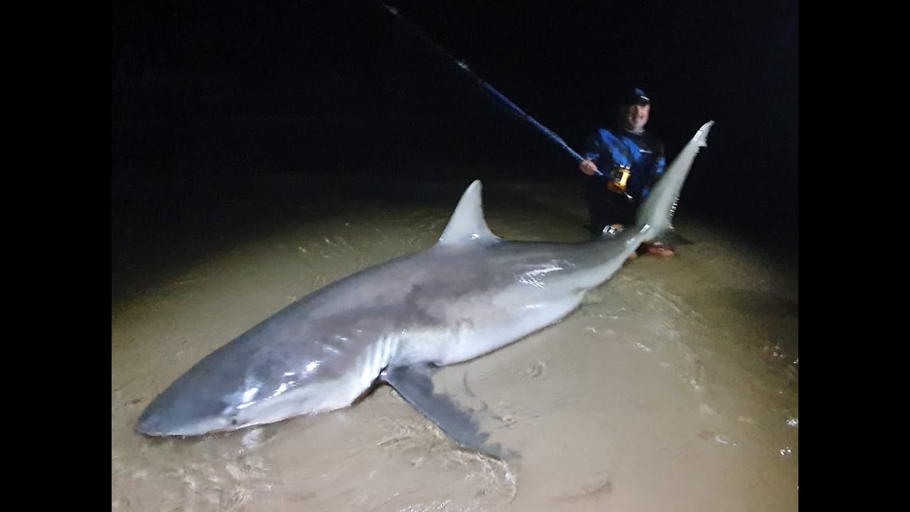 277kg GREY SHARK at Mazeppa Bay