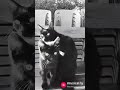Black metal Gattino