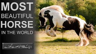 10 Most Beautiful Horse Breeds