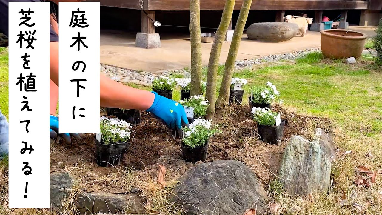古民家暮らし 庭木のグランドカバー目的で芝桜を植えてみた Youtube
