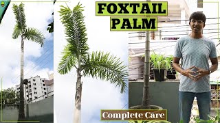 Foxtail Palm Complete Care (in Pot) || Wodyetia Bifurcata || Palm on Terrace || Outdoor Plant