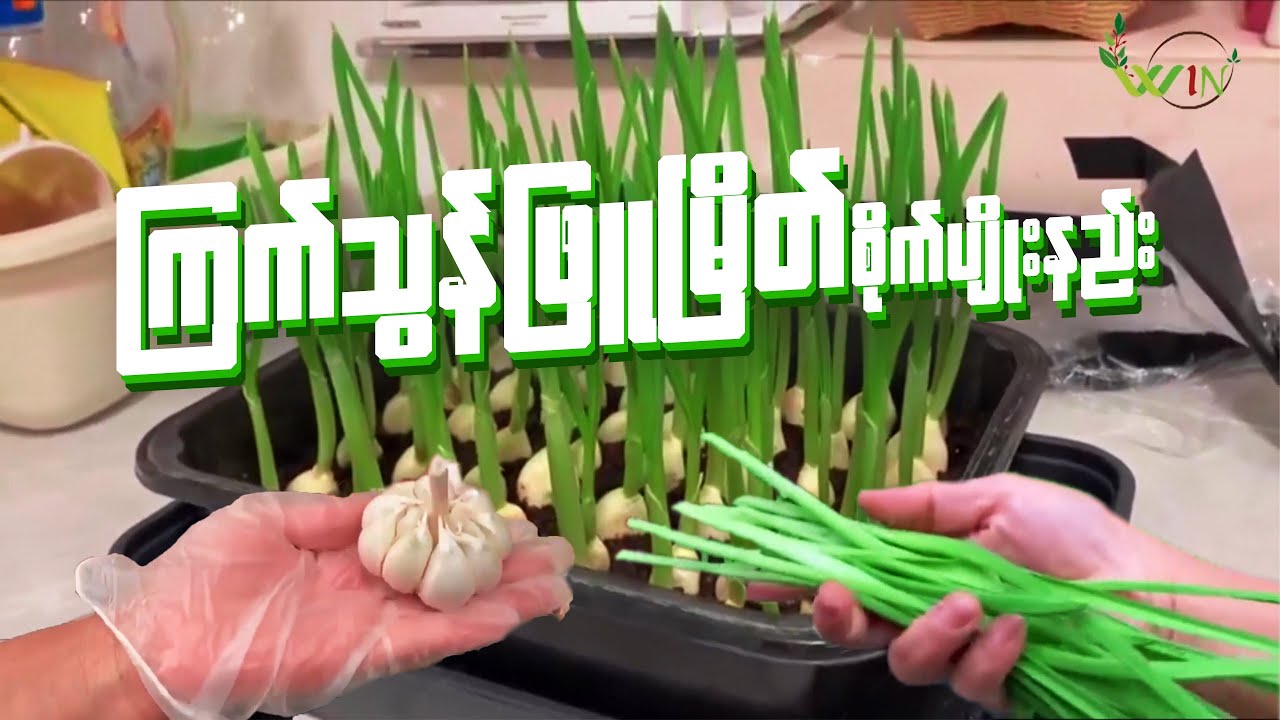 ကြက်သွန်ဖြူမြိတ် စိုက်ပျိုးနည်း အကြောင်း