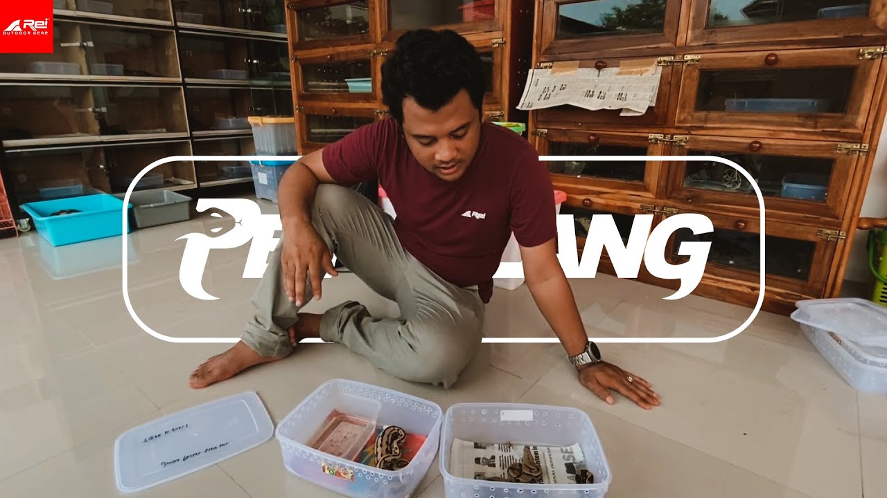 Sang petualang perbedaan boa dan python youtube