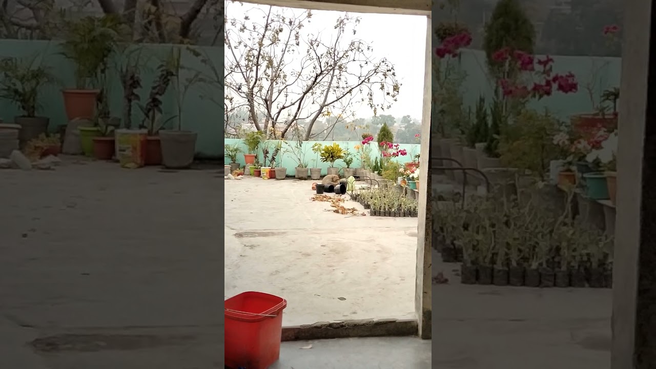 monkey ne 🌺🌹 ko tod giya