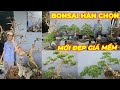 HÀN CHỌN | #0795446979 | LỘC VỪNG HOA ĐẸP, ME GIÀ, TÙNG VN, TRUNG NU TP, SAM TRÁI, ỔI, SỘP, SI BÔNG.