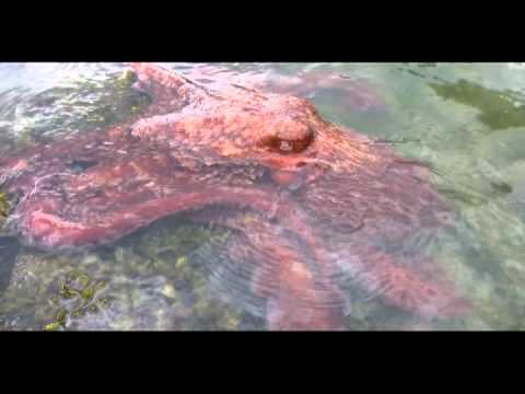 Giant octopus - Enteroctopus dofleini - Saltspring Island