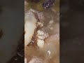 Love Delicious Dong Guai Chicken soup food foodlover shortvideo shorts video @margaretchiew