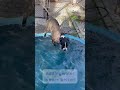 Bert video