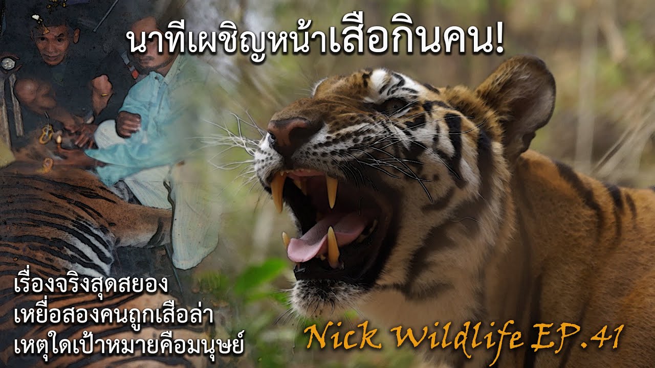 นาทีเผชิญหน้าเสือกินคน!! Nick Wildlife EP.41