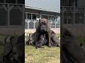 Чужих детей не бывает 😉 #суперсобака #puppy #канекорсо #canecorsolove #canecorso #mastiff
