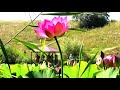 Лотосы в Белгородской области (2022) || lotuses