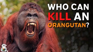 6 Animals That Could Defeat an Orangutan