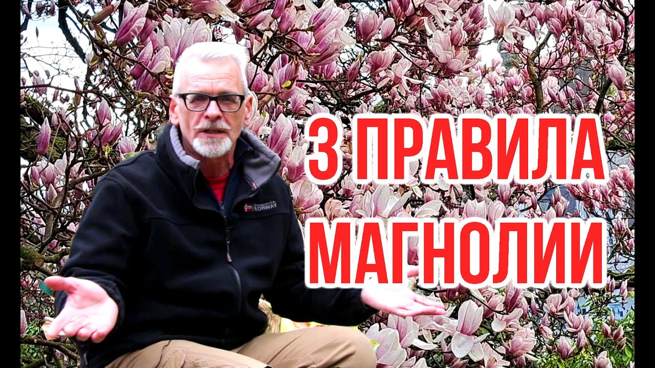 Магнолия. 3 важных правила / Игорь Билевич