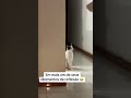 #cat #cats #catvideos #catshorts #viral #meme #memes #gato #gatos #pet #pets #petlover #petlovers